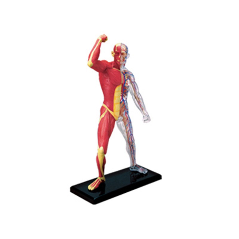 Anatomy 4d Human Muscle Skelet - Medical Lab Technology 评论和价格