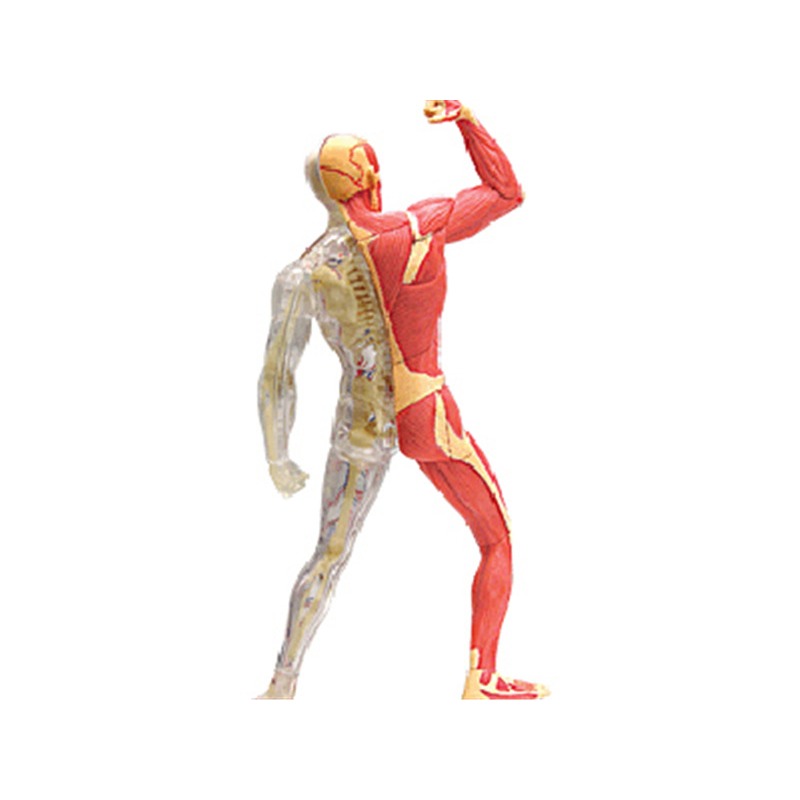 Anatomy 4d Human Muscle Skelet - Medical Lab Technology 评论和价格