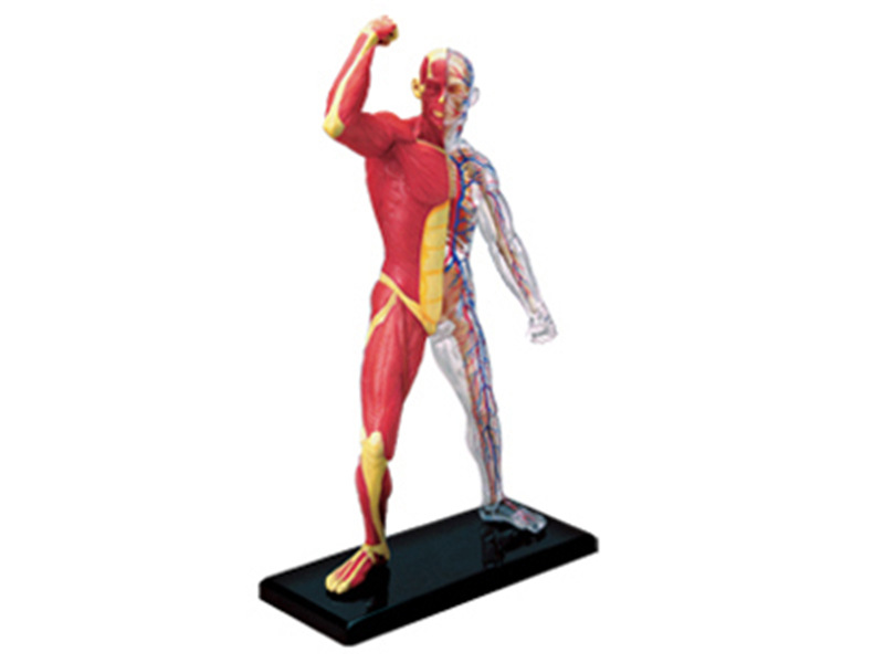 Anatomy 4d Human Muscle Skelet - Medical Lab Technology 评论和价格